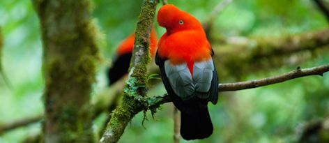 Fauna in Macchu Picchu