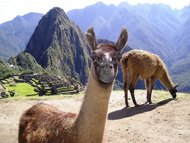 Fauna in Macchu Picchu - llamas