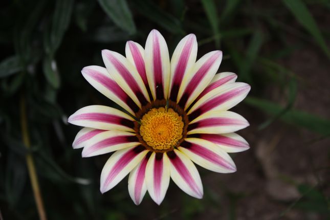 Flora in machu picchu