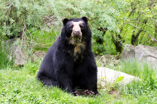 oso de anteojos