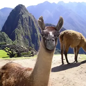 Inca jungle to machu picchu 4 days by llactapata Inca jungle to machu picchu 4 days by llactapata